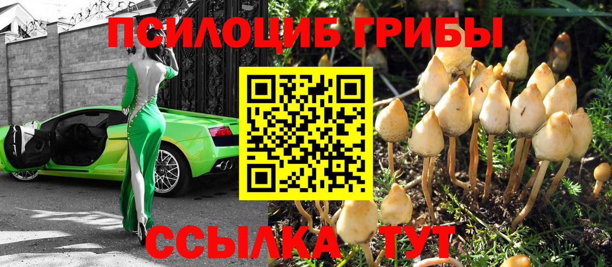 наркотики  Вход с VPN  Торжок  Галлюциногенные грибы Psilocybine cubensis 